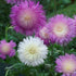 Sweet Sultan Mixed flowered Seeds